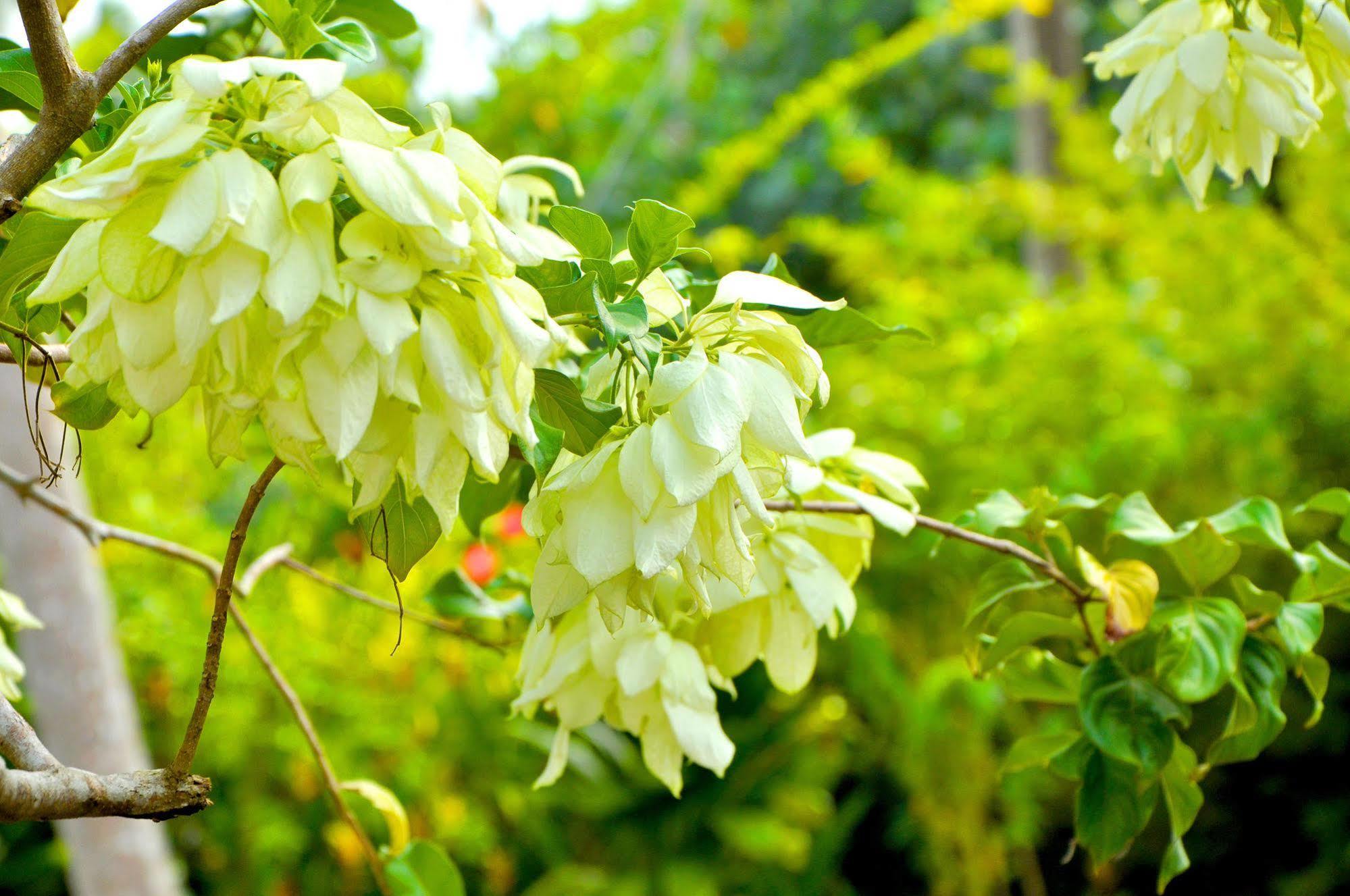 Sakura Villa Bentota Buitenkant foto